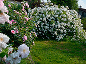 Rosa multiflora, Rambler